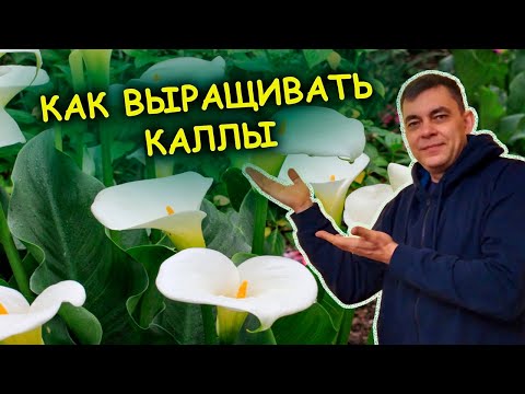 Видео: Каллы ПЯТЬ советов по уходу и выращиванию весной до высадки в грунт. Как выращивать каллы.
