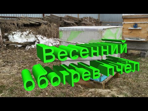 Видео: Профессор Кашковский про весенний обогрев пчёл