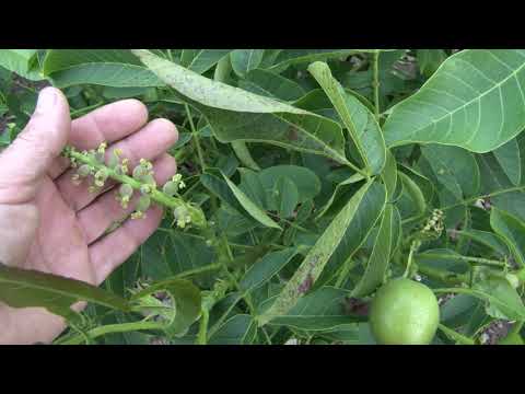 Видео: Ідеальний Шугіна та горіх гермафродит Перлина Поділля