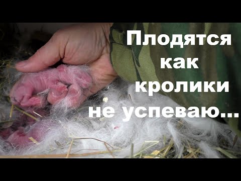 Видео: ОКРОЛЫ В НОВОМ МАТОЧНИКЕ👍 ОБЗОР ГНЕЗДА КРОЛЬЧИХИ ✔Кролики содержание и разведение