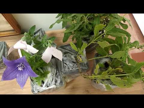 Видео: Опять Возмущаюсь. Я Скандалистка? Две посылки из "Зелёного Эдема".