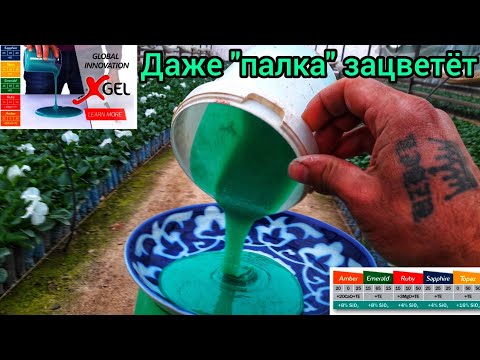 Видео: Честно это был секрет. ОЧЕНЬ ВЫСОКОКОНЦЕНТРИРОВАННОЕ УДОБРЕНИЕ. СУПЕР БЫСТРОЕ БУТОНИЗАЦИЯ и ЦВЕТЕНИЯ