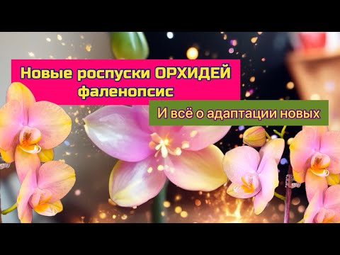 Видео: Цветущие орхидеи #phal и адаптация новых в домашних условиях .Карантин, обработки, содержание.