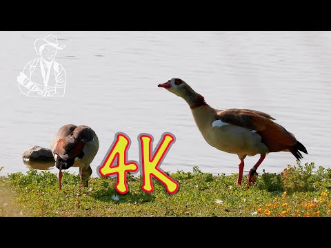 Видео: Crows and wild geese. Вороны и дикие гуси.Krähen und Wildgänse.