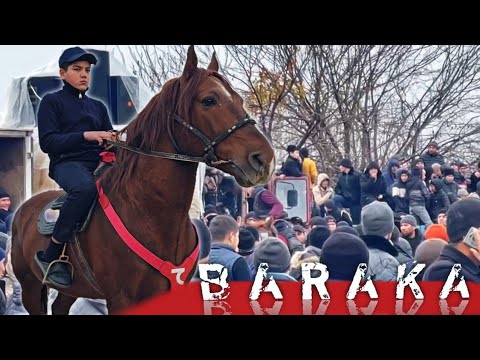Видео: БАРКАЛИ ОТ СОТИЛАДИ..#horse #конноеранчо #qashqirlarmakonipistirma #otbozor #rek 