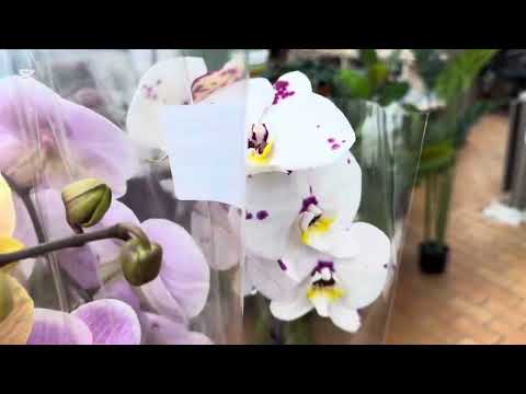 Видео: НОВЫЙ ПРИВОЗ ОРХИДЕЙ 🌸🌸🌸г.Минск , «Материк» 13.11. 2025 г 