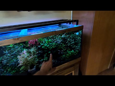 Видео: Медленный травник.  Буцефаландры Анубиасы Папоротники