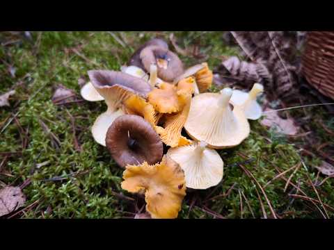 Видео: Последние грибы Подмосковья перед заморозками! Нашел райскую полянку с брусникой в ноябрьском лесу