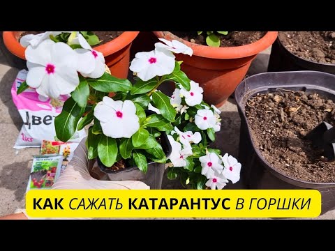 Видео: Катарантус пышно ЦВЕТЁТ всё лето при такой посадке