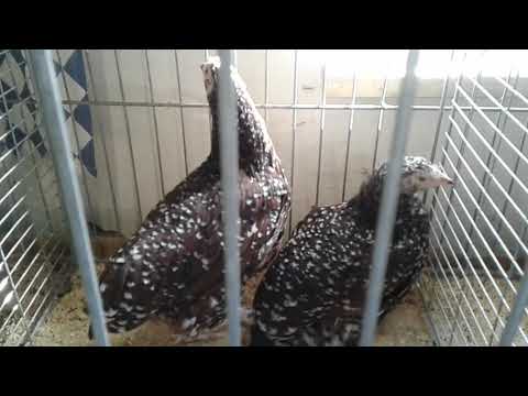 Видео: Птичий рынок в Германии ♡ не большой ♡ кролики♡ куры ♡ голуби♡