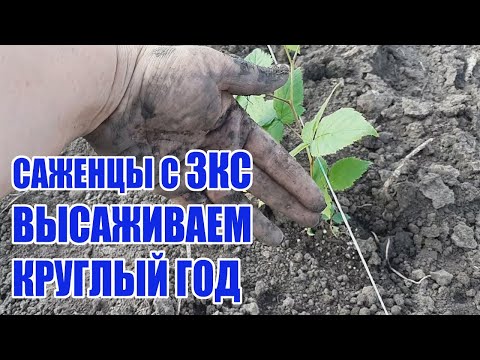 Видео: Высадка саженцев ежевики с ЗКС летом