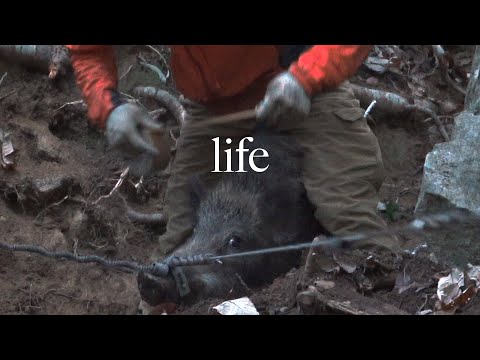 Видео: Ловля и приготовление большого кабана в японской сельской местности | Охота с капканом