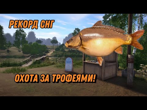 Видео: МЕДВЕЖКА😱ЛОВИМ ТРОФЕЕВ🐟3000 СЕРЫ💵