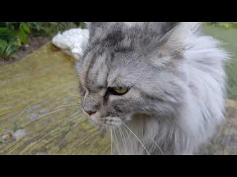 Видео: На даче 😻 29 июля - 1 августа 2025 г.