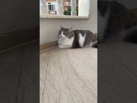 Видео: Марго эфир 