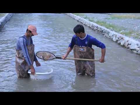 Видео: РУШДИ МОХИПАРВАРИ ДАР ШАХРИ ТУРСУНЗОДА ЧАМОАТИ КАРАТОГ ДЕХАИ  ЛАБИЧАЙ 2024.