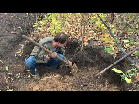 Видео: Володя викопує хурму! 27.10.25