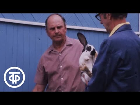 Видео: Наш сад. Сколько дачнику в СССР разрешалось держать кроликов и кур (1985)