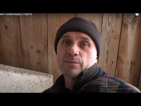 Видео: Голуби відомих голубоводів у Сергія