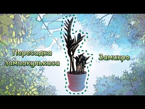 Видео: Пересадка замиокулькаса Замикро 🪴