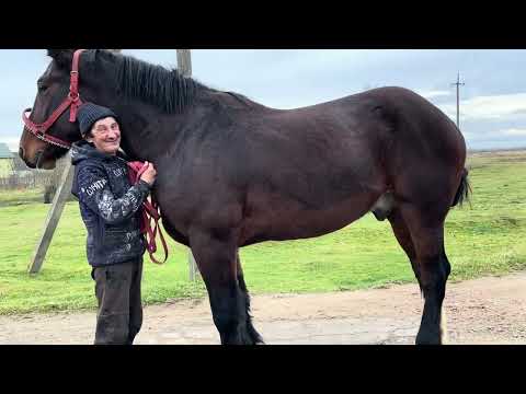 Видео: Коник на Продажу