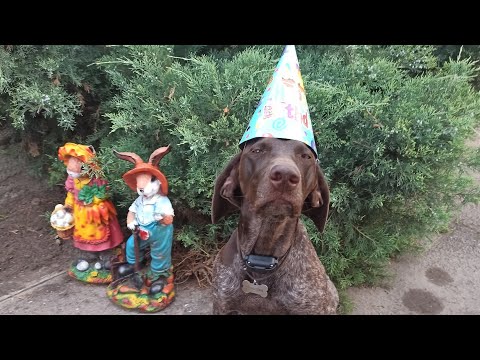 Видео: Альфуша іменинниця 🥰🎉🎂💐❤️