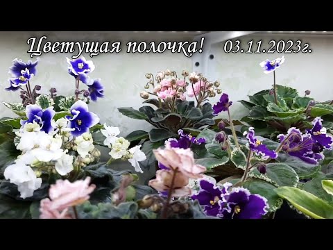 Видео: Показываю цветение фиалок на стелаже! Цветущая полочка! 03.11.2023г.