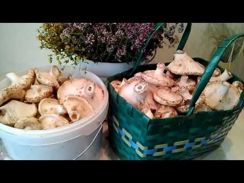 Видео: Как быстро, просто и вкусно посолить грузди горячим способом.
