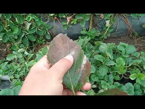 Видео: Трішки поговоримо про саджанці та стан справ