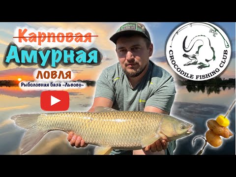 Видео: Карповая (Амурная) ловля на рыболовной базе Львово