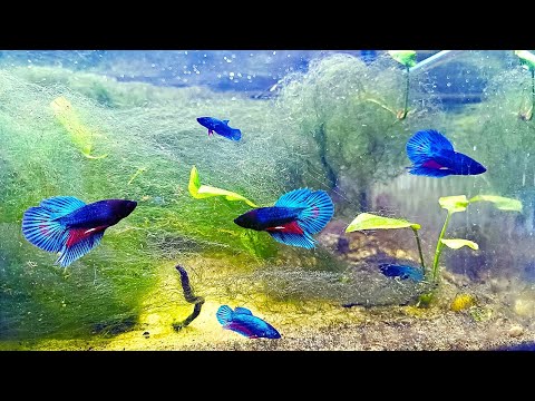 Видео: ЭТО КОШМАР! Аквариум полностью зарос нитчаткой! Петушки плавают среди кучи водорослей!