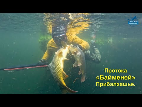 Видео: Протока Байменей подводная охота и рыбалка, август 2024 год