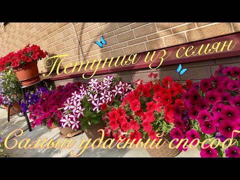 Видео: Сею 🌱ПЕТУНИЮ 🌱проверенным способом🌱всегда отличный результат🌱👌👌👌
