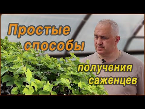 Видео: КАК можно ПРОСТО получить САЖЕНЦЫ винограда