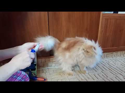 Видео: Уход за персом