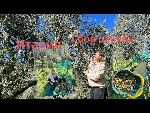 Видео: #Италия🇮🇹#Апеннинские горы#оливки сбор у Светланы е Джорджио#обед в тоскановском доме
