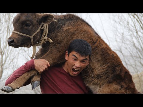 Видео: АЛП КОЖОМКУЛДУН ЧӨБӨРӨСҮ