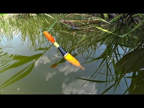 Видео: ВОТ ЭТО ВЫХОД КРУПНЯКА НА ВЕЧЕРНЕЙ ЗОРЬКЕ!!РЫБАЛКА НА ПОПЛАВОК.РЫБАЛКА НА ПОПЛАВОК ВЕСНОЙ 2025.