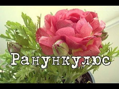 Видео: РАНУНКУЛЮС, ЛЮТИК азиатский. Посадка, уход и разведение в домашних условиях