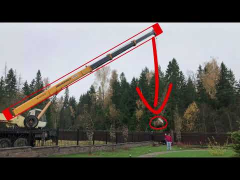 Видео: Крупномеры: посадка по технологии? О чём не забыть, смотри тут!