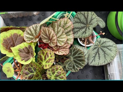 Видео: Бегонии. Новинки.🌱