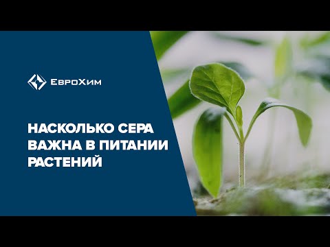 Видео: Сера. Насколько она важна в питании растений
