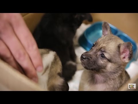 Видео: Про ЩЕНКА ДО СЛЕЗ!!!!!!!!!!!!