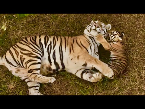 Видео: Тигрята открыли охоту… НА МАМУ! Тигрица играет с малышами, РЕДКИЕ и БЕСЦЕННЫЕ кадры!