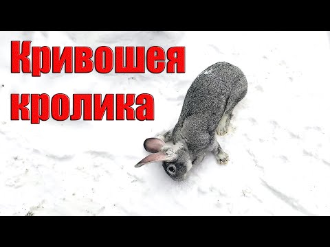 Видео: Кривошея у кроликов