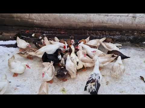 Видео: формирование семьи, сколько уток на селезня, чем кормить?