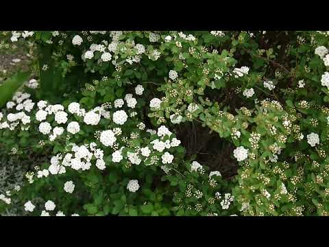 Видео: ностальгия (lumix gf 3 🌿🍃)