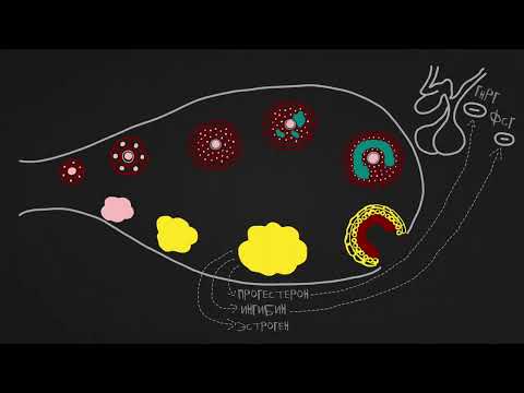 Видео: Менструальный цикл яичниковый цикл, маточный цикл