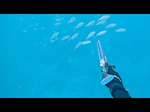 Видео: KEY WEST 2023 Spear fishing.Подводная ОХОТА в ОКЕАНЕ Майами  подписывайтесь ставьте ЛАЙКИ)))
