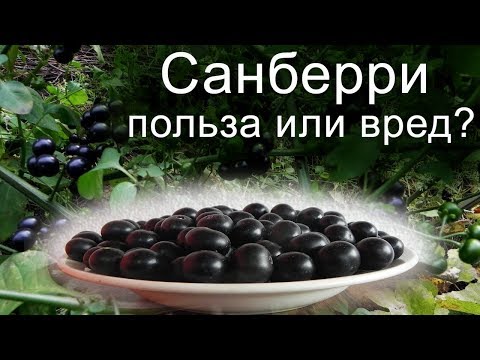 Видео: Ягода Санберри - как вырастить.  Часть 2.